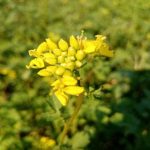 Ինչպես սովորական մանանեխը բուժում է երկիրը ավելի լավ, քան ցանկացած քիմիական նյութ. կանաչ գոմաղբի գաղտնիքը, որն աշխատում է առանց հանգստանալու inchpes-sovorakan-mananexeh-buzhum-e-erkireh-aveli-lav-khan-cankacatc.jpg