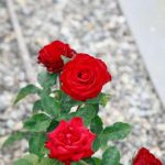 Ինչու՞ բանանի կեղևը դարձել է վարդագործների հիմնական հարստությունը. փարթամ ծաղկման թաքնված ռեսուրս inchu-banani-kegheveh-dardzel-e-vardagortcneri-himnakan-harstuthyuneh-phartham-tcaghkman.jpg