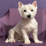 Ինչու է շունը պտտվում քնելուց առաջ. մոռացված մարմնի լեզուն, որը մենք այլևս չենք հասկանում inchu-e-shuneh-pttvum-khneluc-araj-moracvatc-marmni-lezun-oreh.jpg