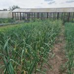 Կենսաքիմիան ուշ բշտիկի դեմ պայքարում. ինչու է շիճուկն այդքան արդյունավետ kensakhimian-ush-bshtiki-dem-paykharum-inchu-e-shitchukn-aydkhan-ardyunavet.jpg