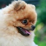 Լեզուն բառերի փոխարեն. ինչու են շները «համբուրվում» և ինչ են ուզում ասել lezun-bareri-phoxaren-inchu-en-shnereh-hamburvum-ev-inch-en.jpg