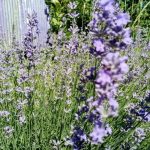 Նարդոս և վարդեր. կախարդական թաղամաս, որը կգնահատեն փորձառու այգեպանները nardos-ev-varder-kaxardakan-thaghamas-oreh-kgnahaten-phordzaru-aygepannereh.jpg