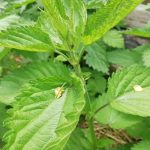 Ոչ թե մոլախոտ, այլ գանձ. ինչու է եղինջը բնական դեղատուն այգու համար voch-the-molaxot-ayl-gandz-inchu-e-eghinjeh-bnakan-deghatun.jpg