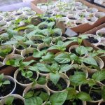 Երբ տնկել սածիլները ոչ թե ըստ լուսնային օրացույցի, այլ ըստ իրական բույսերի ժամանակացույցի. գտնել ձեր ամսաթիվը yerb-tnkel-satcilnereh-och-the-ehst-lusnayin-oracuyci-ayl-ehst.jpg